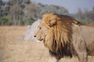 Lions of Moremi, Botswana