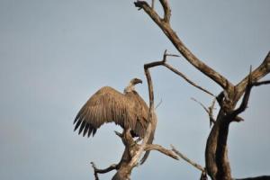 A vulture drying his wings